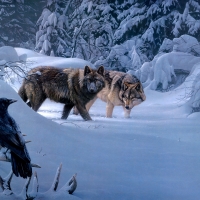 Wolves and crow