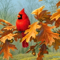 Red Cardinal