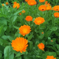 Pot Marigold Flowers