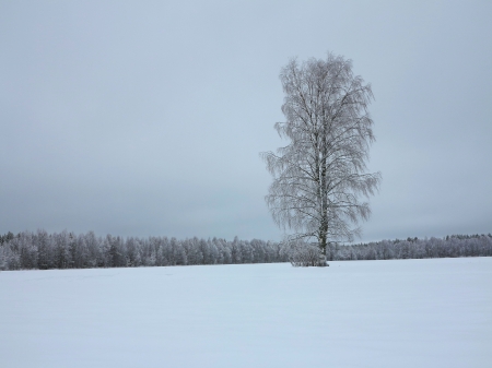 Winter Tree Alone - birch, finland, frozen, snow, tree, winter