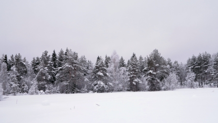 Snow covered trees - Trees, Snow, Pine Trees, Branches, Winter, Texture, Frozen