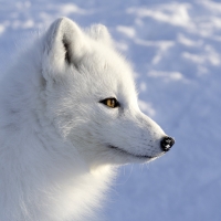 arctic fox