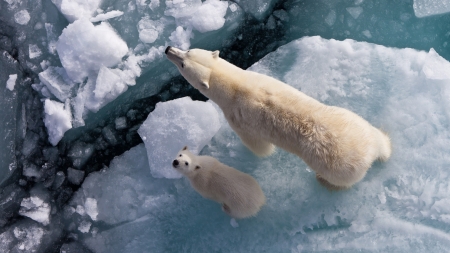 polar bears - polar, water, bear, ice