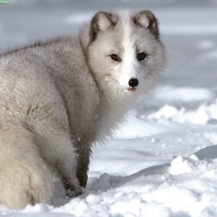 arctic fox