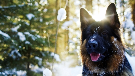 German Shepard Forest - forests, trees, nature, dogs, german shepard