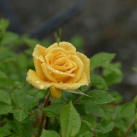 Rose after Rain