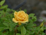 Rose after Rain