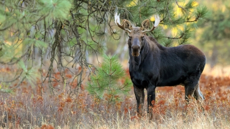 Moose - animal, nature, photography, moose