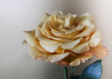 Golden rose - yellow, trandafir, rose, golden, flower