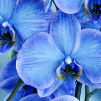 Blue orchids