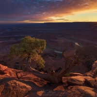 Life and Death - Utah Juniper Tree