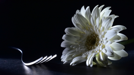 Chrysanthemum - flowers, chrysanthemum, mum, photography