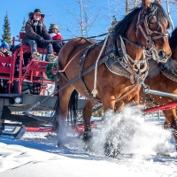 Cowgirls Sleigh