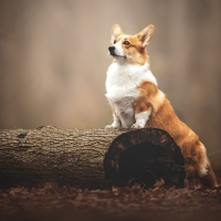 Pembroke Welsh Corgi