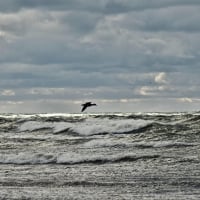 Against the Waves