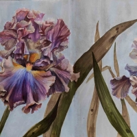 Irises