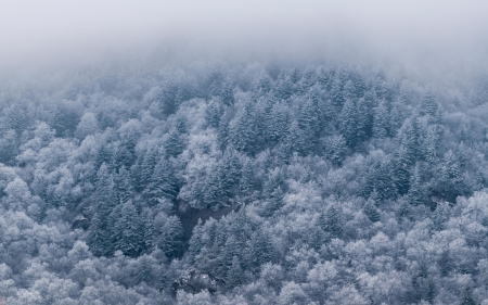 Snowy trees in the Blue Ridge Mountains, North Carolina - mist, morning, snow, frosty, usa