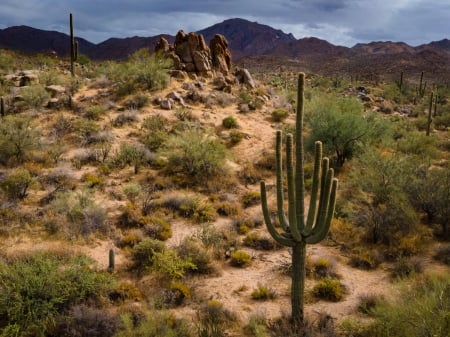 Stormy Arizona Day - usa, clouds, hills, landscape, plants, cactus, sky