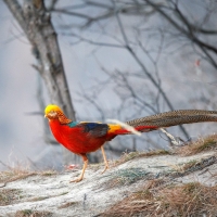 Golden Pheasant, China