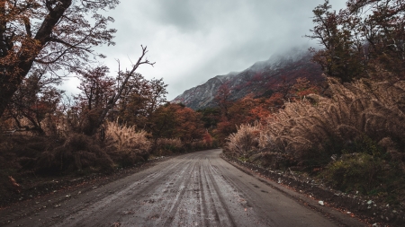 old road - road, bush, forest, tree