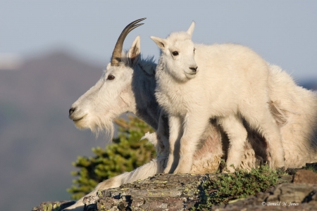 mountain goat kid