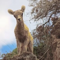 mountain goat kid