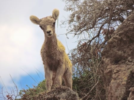 mountain goat kid - goat, kid, animal, mountain