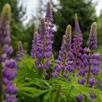 Lupine Nature Purple Flower