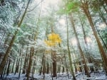 Magical first snow in Cook Forest, Pennsylvania