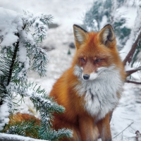 Fox