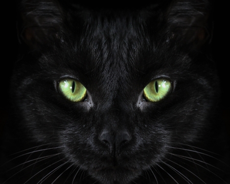 Green eyes - halloween, black, pisici, green, eyes, face, cat, eye