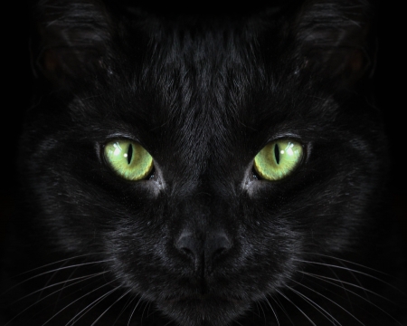 Green eyes - black, green, eyes, pisici, halloween, eye, face, cat