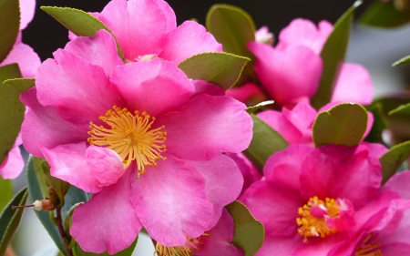 Camelia - macro, flower, pink, camelia