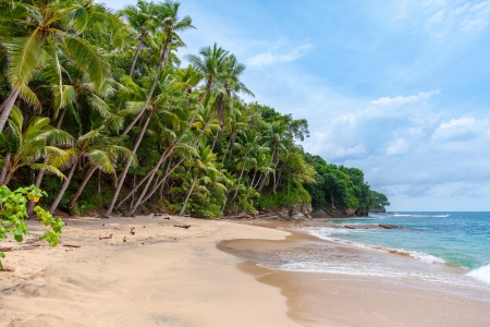 paradise - water, beach, sand, tree, palm