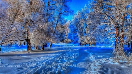 Blue Winter - path, trees, twilight, snow, sky