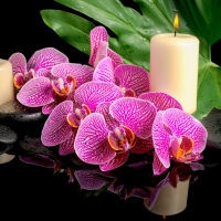 Orchids