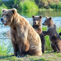 Momma Bear and her 3 Cubs