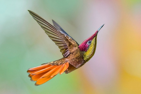 Ruby Topaz Hummingbird, Trinidad - trinidad, bird, nature, hummingbird, animals