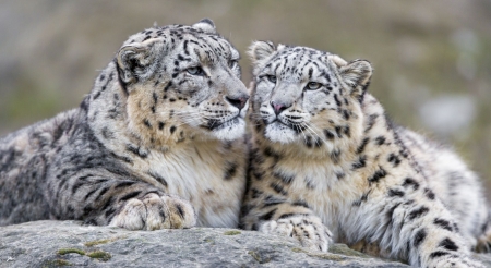 Snow Leopards - Snow Leopards, Wild Cat Species, Snow Leopard, Big Cats