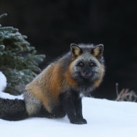 Fox