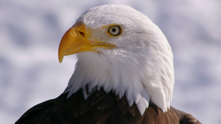 Bald Eagle - bird, eagle, animal, bald eagle