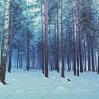 Mystical winter forest, Ringerike, Norway