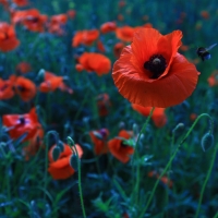 Poppies