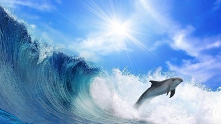 surfin dolphin