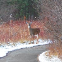 New Year's Deer