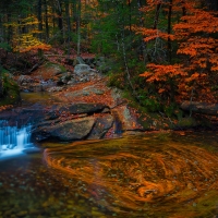 Fall Forest Nature Stream