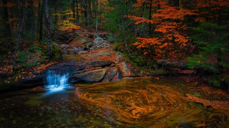 Fall Forest Nature Stream - streams, fall, landscape, forests, nature