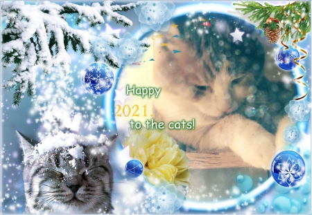 To cats - cats, holidays, winter, happy