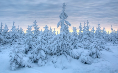 Spruces in Snow - winter, spruces, firs, snow