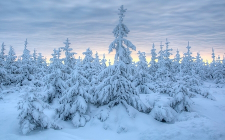 Spruces in Snow